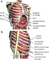 7 vertebrae with similar physical makeup and 5 vertebrae with unique characteristics. Liver Fibrosis Assessment Using Transient Elastography Guided With Real Time B Mode Ultrasound Imaging A Feasibility Study Sciencedirect