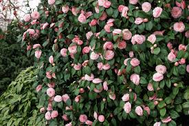 Image result for Cordia pilosissima
