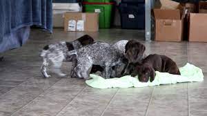 Looking for a german shorthaired pointer puppy for sale? Chocolate German Shorthaired Pointer Puppy For Sale Keystone Puppies