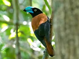 Image result for Vangueria vestita