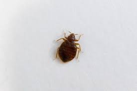 The rule of thumb is where. Bed Bug Treatment Glendale Az Anteater Exterminating Inc