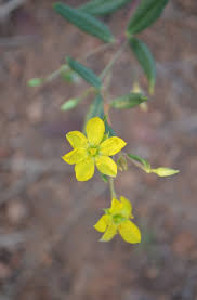 Image result for Talinum crispatulum