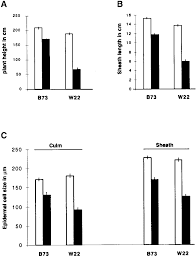 We did not find results for: Plant Height Is Correlated With Cell Length Download Scientific Diagram