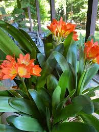 Image result for clivia