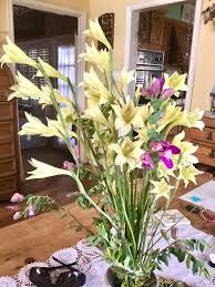 Image result for Gladiolus trichonemifolius
