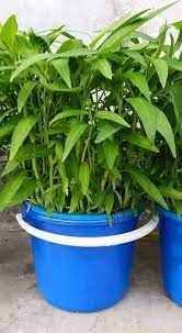 Cara menanam kangkung di pot atau polybag dari biji agar cepat panen dan cepat tumbuh secara full. Wah Cara Tanam Kangkung Dengan Mudah Guna Raga Pun Dah Boleh Tau