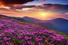 In 1988, unesco declared valley of flowers national park of india, together with nanda devi national park, as nanda wildlife the wildlife found at the valley of flowers national park of india comprises of snow leopard, himalayan bear, himalayan mouse hare, musk deer, blue sheep, etc. A Walk Through Some Of India S Most Scenic Valley Of Flowers India Times Of India Travel