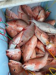 🚨16 Hr and 30Hr RED...