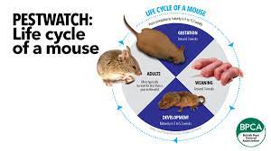 Pest Advice For Controlling Mice