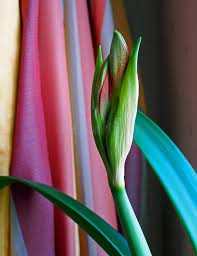 Tender Bud Of The Amaryllis In Bloom Soon Stock Images Amaryllis Bloom Image