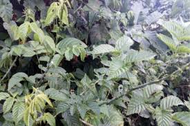 Image result for Rubus steudneri