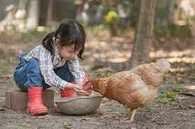 The symptoms can last up to a week, and most people do the cdc recommends that people keep live poultry out of homes, especially out of bathrooms and kitchens. Can I Get Salmonella From My Backyard Chickens Fresh Eggs Daily