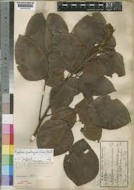 Image result for Agelaea pentagyna