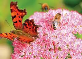 Some plants grow better in partial sun, and the butterflies may need refuge from the dog days. Pollinator Friendly Garden Landscape Ontario