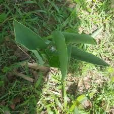 Image result for Siphonochilus parvus