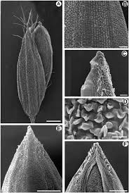 Image result for Panicum heterostachyum