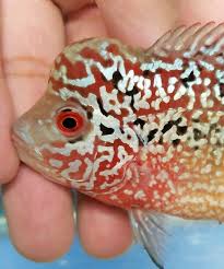 2 75 Inch Baby Show Quality Multi Color King Kamfa Flowerhorn 14 Beautiful Fish Cichlids Fish