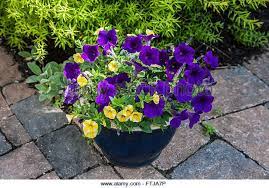 Flower Pot Of Purple And Yellow Petunia Flowers On A Brick Patio In New Jersey Usa Stock Image White Flowers Garden Flower Pots White Gardens