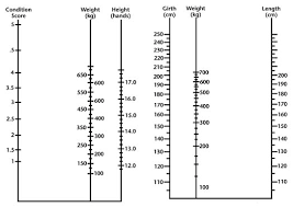 37 extraordinary horse height weight chart