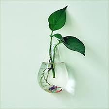 La mejor época va desde mediados de primavera hasta principio de verano, ya que el agua se calienta y las plantas. Pared De Vidrio Forma De Gota De Agua De Flores Colgando Decoracion Botella Planta De Maceta En Casa Amazon Es Salud Y Cuidado Personal