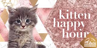 During the two years that we partnered with san diego humane society, the cat cafe sent 219 cats to good homes. Kitten Adoption San Diego Adopt A Kitten Helen Woodward Animal Center