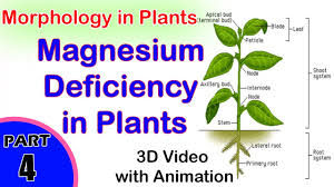 One way to treat magnesium deficiency in a plant is to spray the leaves of the plant with a. Magnesium Deficiency In Plants Absorption Of Light During Photosynthesis Class 11th Biology Youtube
