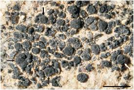 Parmigera ne estas du fenotipoj. New And Additional Records Of Cyanolichens From Turkey