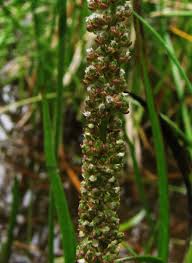 Image result for Triglochin striata