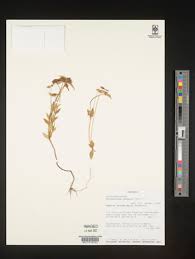 Image result for Antherotoma debilis