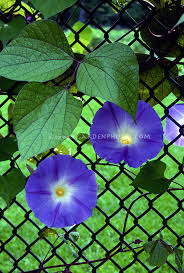 Free on orders over $79.99. Morning Glories Plant Flower Stock Photography Gardenphotos Com