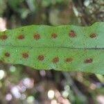 Image result for Lepisorus excavatus