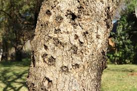 Image result for Ozoroa paniculosa