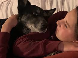 Sadly June 21st the team lost one of its longest serving (four legged)  members. Jack, Jack Bear or Jackie Boy. The gentle soul who knew only  kindness and happily comforted people by