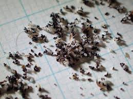 よく蠢くノミの幼虫 - 株式会社バイオーム