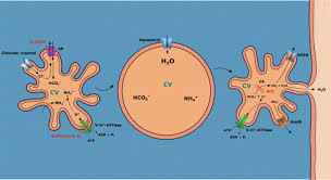 Contractile vacuole function in animal cell. New Insights Into Roles Of Acidocalcisomes And Contractile Vacuole Complex In Osmoregulation In Protists Sciencedirect