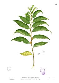 Image result for Casearia gladiiformis