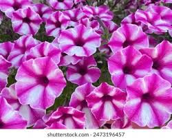 Image result for foto surfínie