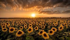 Thinking Makes It So Sunflower Wallpaper Sunflower Photography Desktop Wallpaper Art