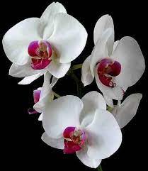 Pin On Flower Folklore