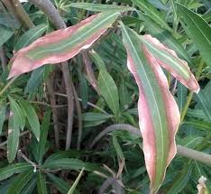 Image result for xylella fastidiosa oleander symptoms