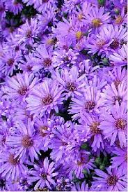 Dwarf Aster Wood S Purple Buy It Now Butterfly Garden Plants Unusual Flowers Flower Pictures