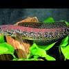 Gambar ikan cupang red dragon snow. 1