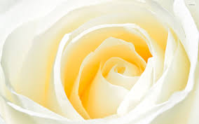 Full white rose image, white rose wallpapers 1920x1080. White Rose 2 Wallpaper Flower Wallpapers 6658