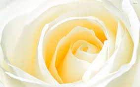 Find and download white rose wallpapers wallpapers, total 21 desktop background. White Rose 2 Wallpaper Flower Wallpapers 6658