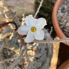 Image result for Sesamothamnus lugardii