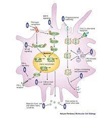 Phagocyte Sabotage Disruption Of Macrophage Signalling By Bacterial Pathogens Nature Reviews Molecular Cell Biology