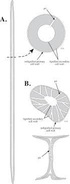 Diagram represents part of an animal cell which has been put in distilled water. Sclerenchyma An Overview Sciencedirect Topics