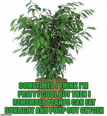 Succulentcity Com Community Of Succulent Cacti Plant Lovers Succulents Best Office Plants Planting Succulents