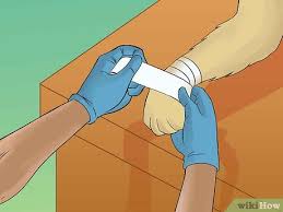 Hold the gauze in the correct position and begin wrapping the bandage/wrap around the paw. How To Wrap A Dog Paw 11 Steps With Pictures Wikihow