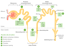 Image result for Loop Diuretic